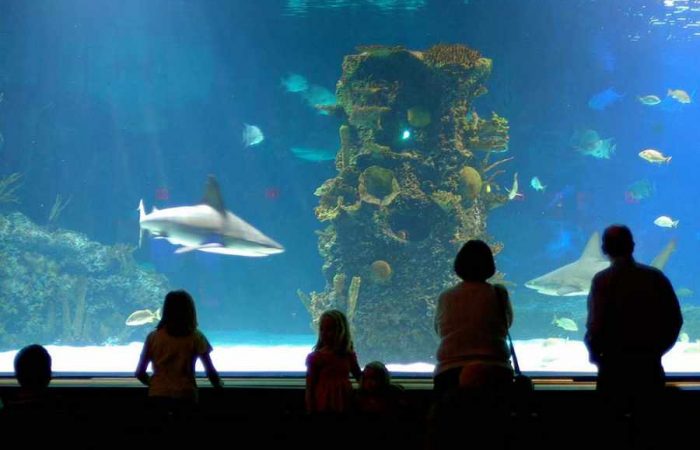 national-marine-aquarium-700x450